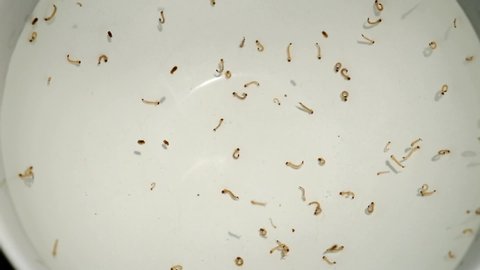 Larva and  pupa stage of mosquito squirming in stagnant water in pot. Mosquito vectored diseases Malaria, Chikungunya, Dengue hemorrhagic, Yellow Fever, Filariasis, West Nile and Zika Virus.