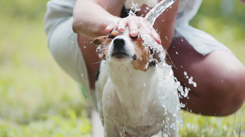 Slow motion shot of woman wash her dog in the garden from hose. Royalty-Free Stock Footage #1033211552