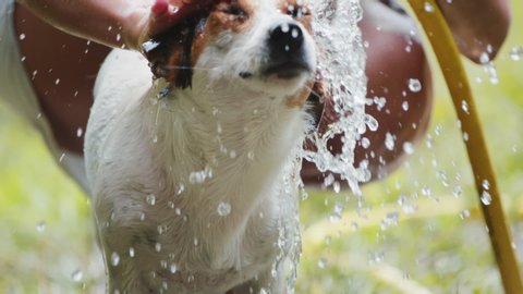 Slow motion shot of woman wash her dog in the garden from hose.