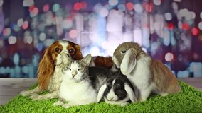 Pets Animals Together Cute Dog Cat Rabbit Lop vs Puppy Funny Animal Video
