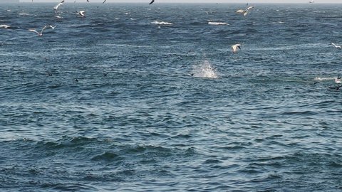 Gannets and shearwaters feeding on Caplin (Capelin) at the beach in St. Vincent’s, Newfoundland and Labrador, Canada.