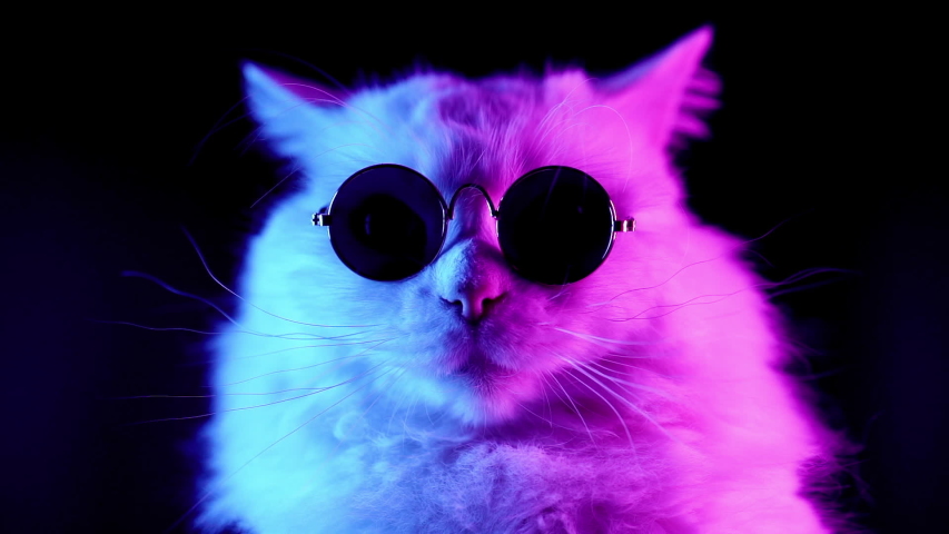 Portrait of white furry cat in fashion eyeglasses. Studio neon light footage. Luxurious domestic kitty in glasses poses on black background. | Shutterstock HD Video #1033213934