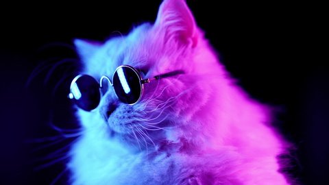 Videos pink kitty 