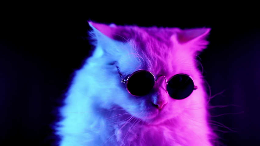 portrait white furry cat fashion eyeglasses Stock Footage Video (100% ...