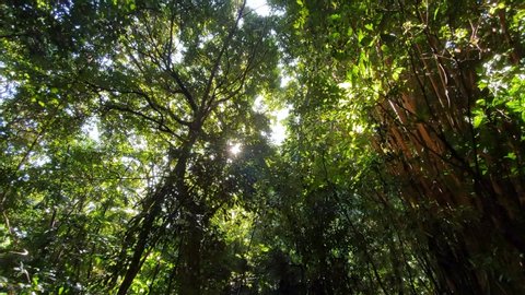 Tracking Wide Shot of Sunlight Breaking through the Canopy of Secondary Forest in Singapore
