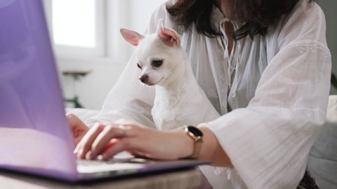 Very loyal cute pet. Mature dog. Sweet sleepy and boring Chihuahua sitting at computer. Female owner working on laptop. Inseparable. Studio. Indoors. Without face.