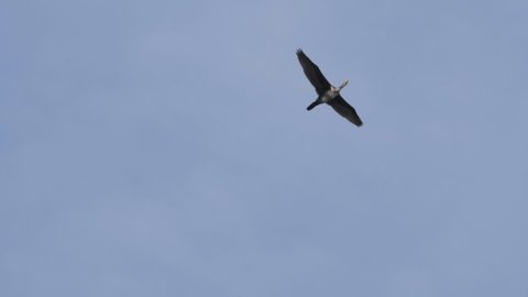 Falcon Bird Flying In Slow の動画素材 ロイヤリティフリー Shutterstock