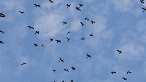 Flock of  geese flying in an imperfect formation. Slow motion.  Birds Geese flying in formation, Blue sky background. Migrating Greater birds flying in Formation . Big Flock of birds.