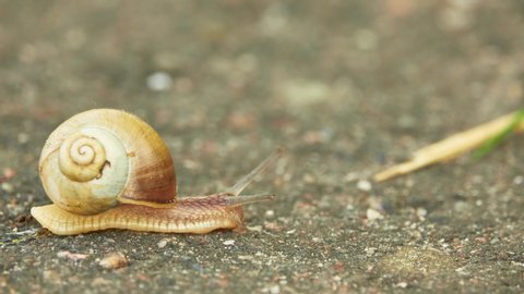 Grape snail crawls on asphalt in a summer city park. Stock Video
