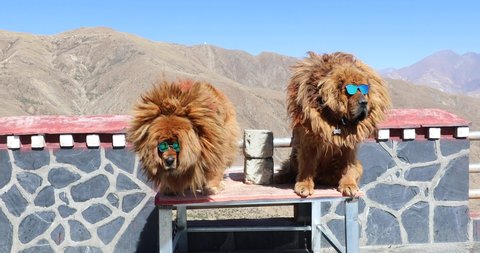 11 Tibet Mastiff Stock Video Footage - 4K and HD Video Clips | Shutterstock