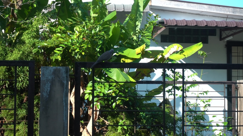 Terkukur Asian Bird Walking On Fence