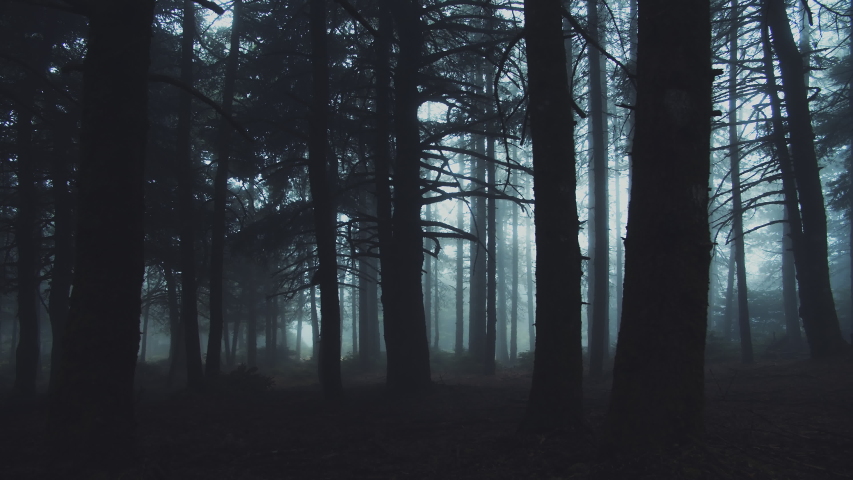 Walking inside a scary mystical dark Foggy Forest.Gimbal steadicam movement as we walk in or past a fairy tale like forest with tall fir trees in heavy fog smoke and mist.10 bit 4:2:2 Royalty-Free Stock Footage #1033231613