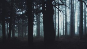 Walking inside a scary mystical dark Foggy Forest.Gimbal steadicam movement as we walk in or past a fairy tale like forest with tall fir trees in heavy fog smoke and mist.10 bit 4:2:2 - Powered by Shutterstock - Get 15% off with code: PIKWIZARD15
