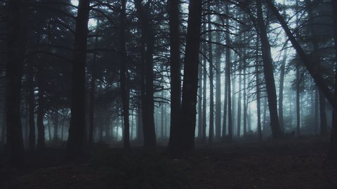 Walking inside a scary mystical dark Foggy Forest.Gimbal steadicam movement as we walk in or past a fairy tale like forest with tall fir trees in heavy fog smoke and mist.10 bit 4:2:2