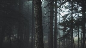Pov Driving Passing By Forest Mountain fir Trees Surrounded In Mist And Fog.Steadicam driving,view from inside the car of tall mountain forest fir trees in foggy weather.gOriginal 10bit 4:2:2 file. - Powered by Shutterstock - Get 15% off with code: PIKWIZARD15