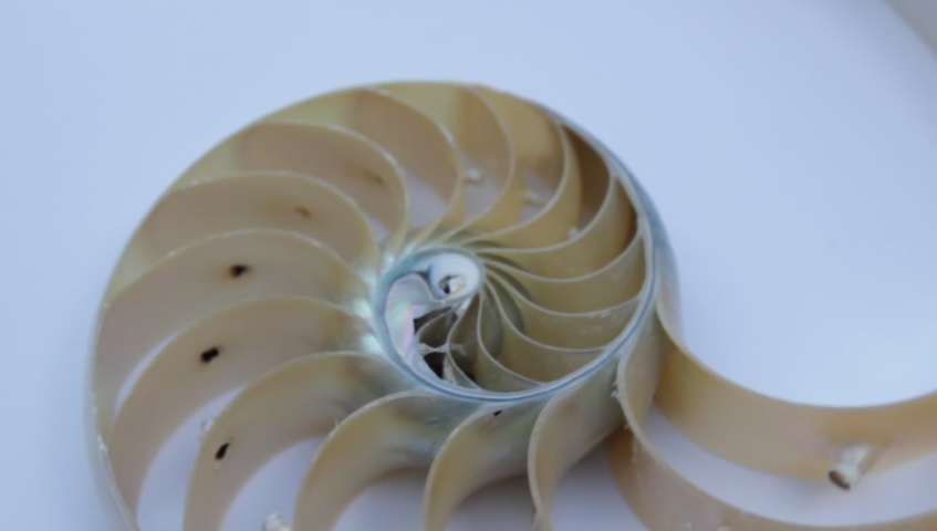 nautilus shell stock Fibonacci footage video clip turning golden ratio number sequence natural background half slice section Royalty-Free Stock Footage #1033235474