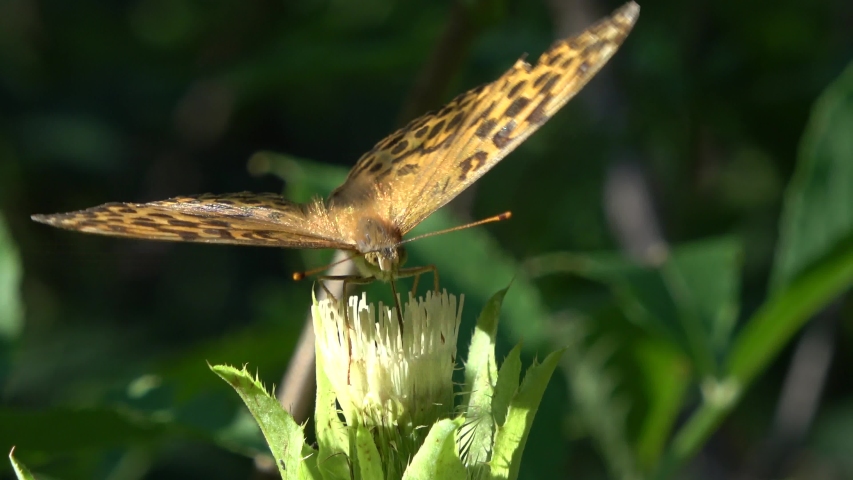 ARGYNNIS PAPHIA, the silver-washed fritillary is a common and variable butterfly found over much of the Palaearctic ecozone
in the family Lycaenidae,on natural food plant,Close up of body on a thistle