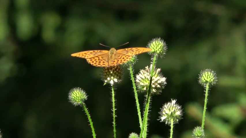ARGYNNIS PAPHIA, the silver-washed fritillary is a common and variable butterfly found over much of the Palaearctic ecozone
in the family Lycaenidae,on natural food plant,Close up of body on a thistle