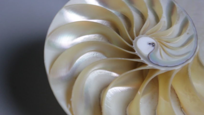 nautilus shell stock Fibonacci footage video clip turning golden ratio number sequence natural background half slice section Royalty-Free Stock Footage #1033236431