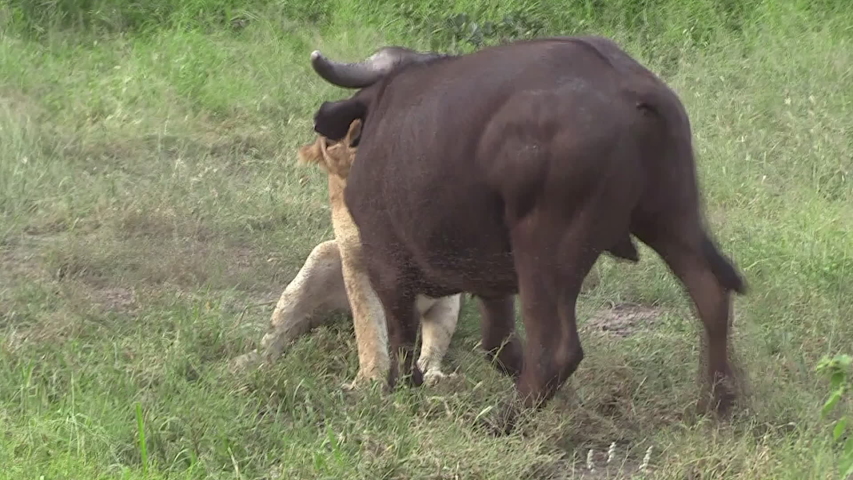 Lioness kills young buffalo in South Africa. Buffalo still stands up as lioness has its throat in her mouth. Filmed from behind buffalo.