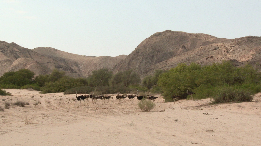 Ostrich (Struthio camelus) big flock walking in dry river bed, Hoanib desert, Namibia.
