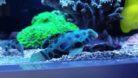 Video of Green spotted mandarin fish swimming in coral reef aquarium tank