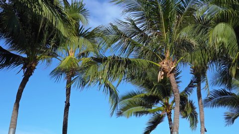 Deep blue sky behind lush green coconut palm trees blowing in a strong coastal breeze. Cool trade winds blow through trees on a tropical island.