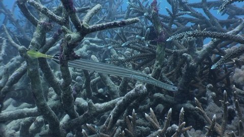 A Trumpetfish (Aulostomus chinensis) hunts among the Staghorn corals.