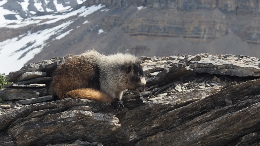 Allots of marmots in the meadows along the Helen Hiking Trail at Banff National Park in the Canadian Rockies, Canada