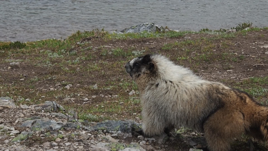 Allots of marmots in the meadows along the Helen Hiking Trail at Banff National Park in the Canadian Rockies, Canada