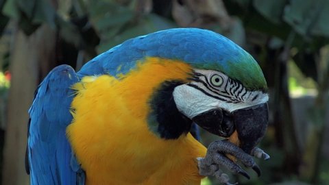Bird Ara ararauna, blue and yellow macaw aka Arara Canindé, exotic brazilian bird - Record of a blue and yellow macaw feeding on close-up