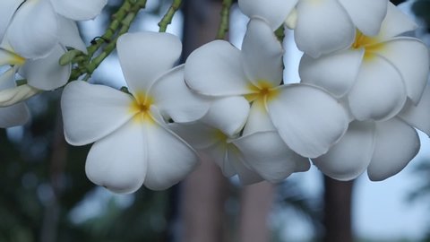 White plumeria on the plumeria tree whit blur bokeh background,Frangipani flowers (Plumeria sp.), Thailand, Asia