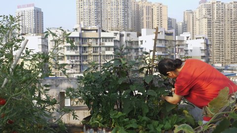 Senior Asian woman picking eggplant on the roof garden retired Chinese woman working on the building top garden urban farming concept 