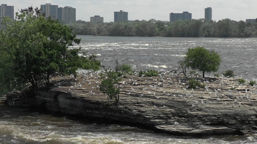 Birds seagulls on rock in river