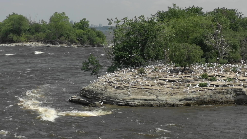 Birds seagulls on rock in river
