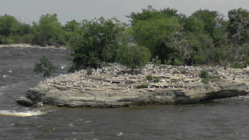 Birds seagulls on rock in river