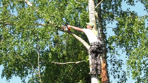 Mature male tree trimmer high in birch tree, 30 meters from ground, cutting branches with gas powered chainsaw and attached with headgear for safe job