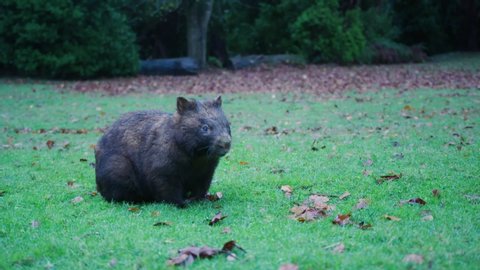 Cute Wombat Sitting In Patch Of Grass
