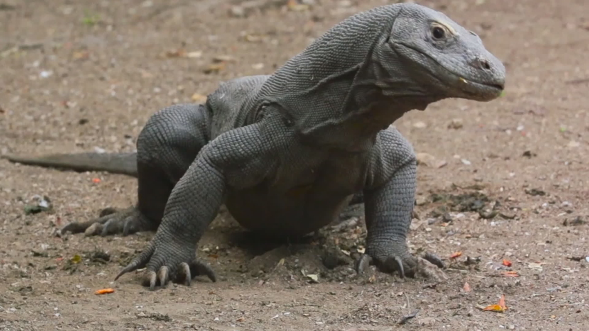 large Komodo dragon, Indonesia (close-up)