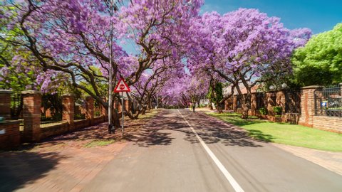 Sakura Cherry Tree Garden At Stock Footage Video 100 Royalty Free 32195257 Shutterstock