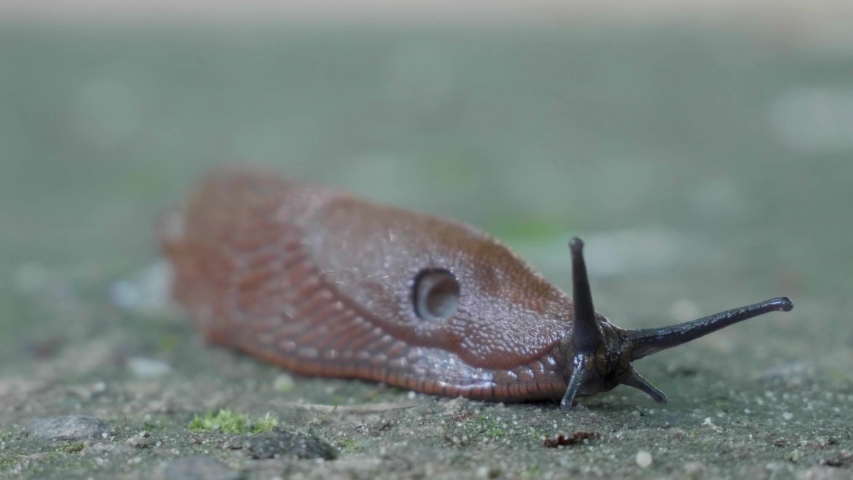 Slug In Close Up On The の動画素材 ロイヤリティフリー Shutterstock
