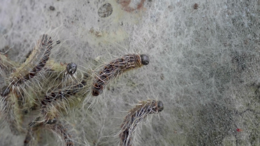 Oak Procession Moths on a Oak Bark