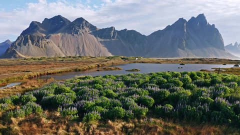 Fantastic scene of Stokksnes cape with Vestrahorn (Batman Mountain) on background. Summer view of Iceland with field of blooming lupine flowers. 4k drone flight above footage (Ultra High Definition).