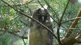 Young long-eared owl is looking around, wildlife - Asio otus - UHD/4K stock video
