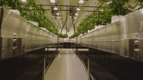 Cinematicing shot of large marijuana cannabis grow operation. Shot in 4K.
