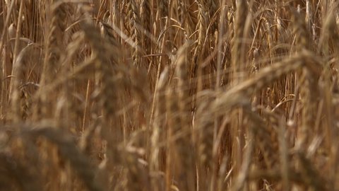 Wheat field in the summer sun close up background golden brown ready for harvesting UK 4K