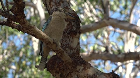 Blue-winged kookaburra sitting on a tree branch Northern Territory Australia 