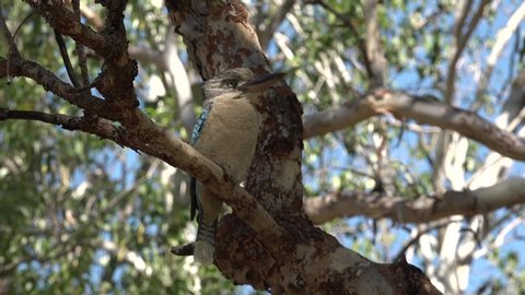 Blue-winged kookaburra sitting on a tree branch Northern Territory Australia 