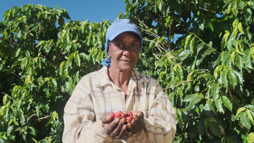 Woman American African farmer showing picked red coffee beans in his hands. Woman coffee farmer is harvesting coffee in the farm, arabica coffee. Royalty-Free Stock Footage #1033281407