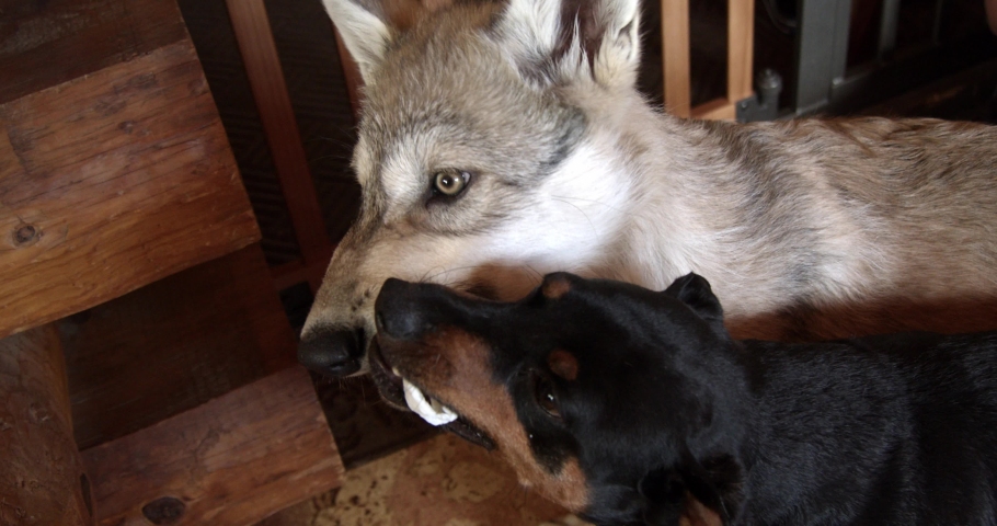 Small dog sharing rawhide with a gray wolf pup.